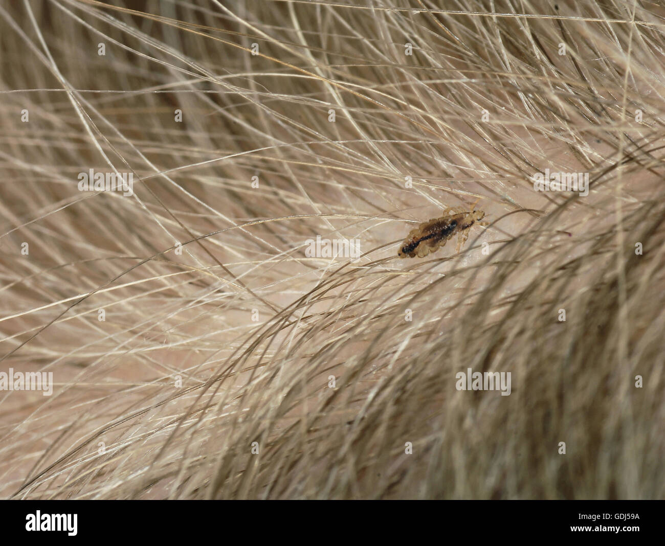 zoology / animals, insects, head louse (Pediculus humanus capitis), size: 3mm, in the hair of a child, Germany, Stock Photo