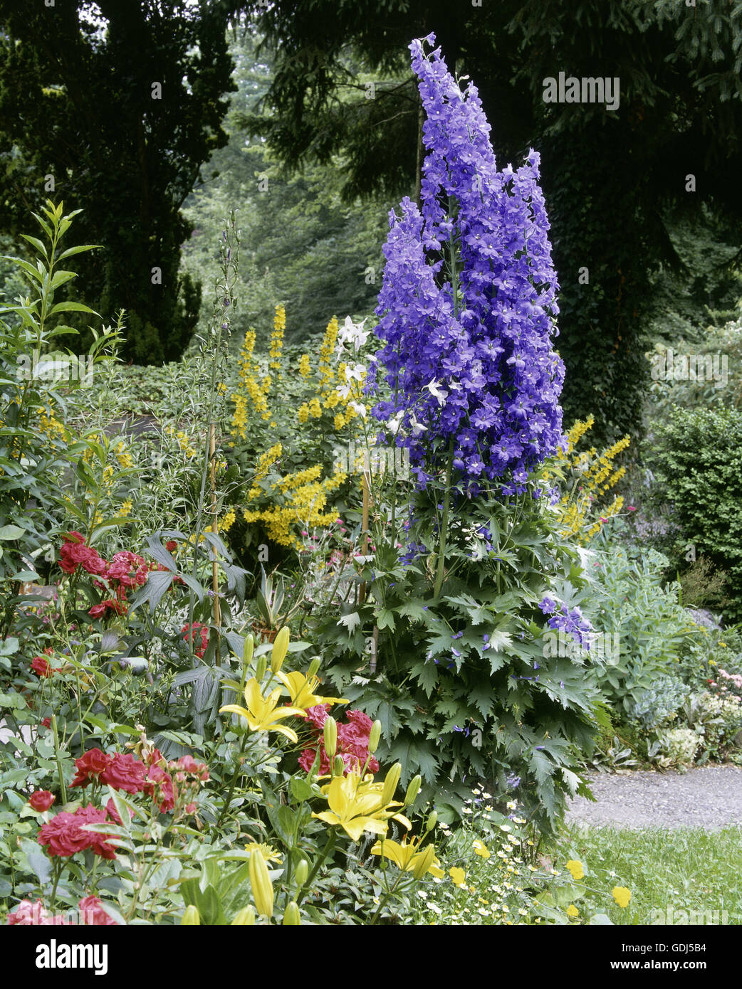 botany, Larkspur, (Delphinium), Delphinium 'King Arthur', (Delphinium cultorum), flowering, in garden, Stock Photo