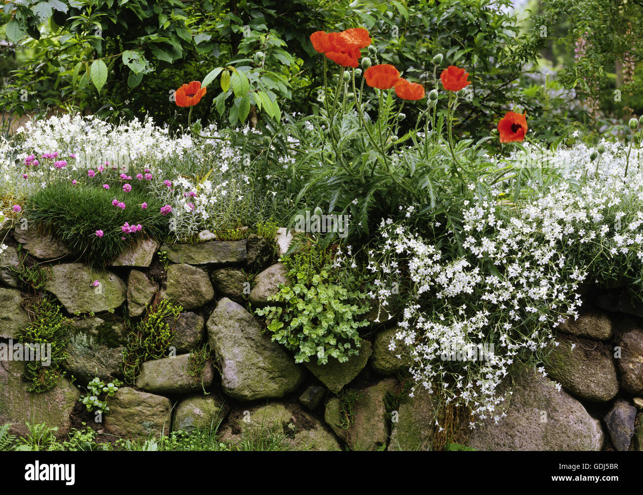 botany, Mouse-ear chickeed, (Cerastium), poppy and Mouse-ear chickeed in rock garden, Stock Photo