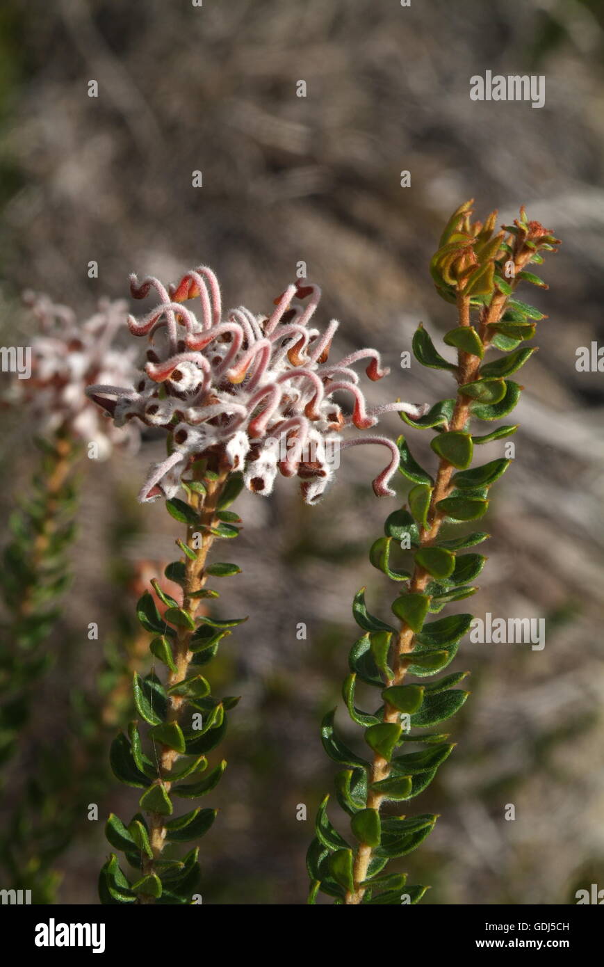 botany, Grey Spide Flower (Grevillea buxifolia), inflorescence, New South Wales, Australia, Stock Photo