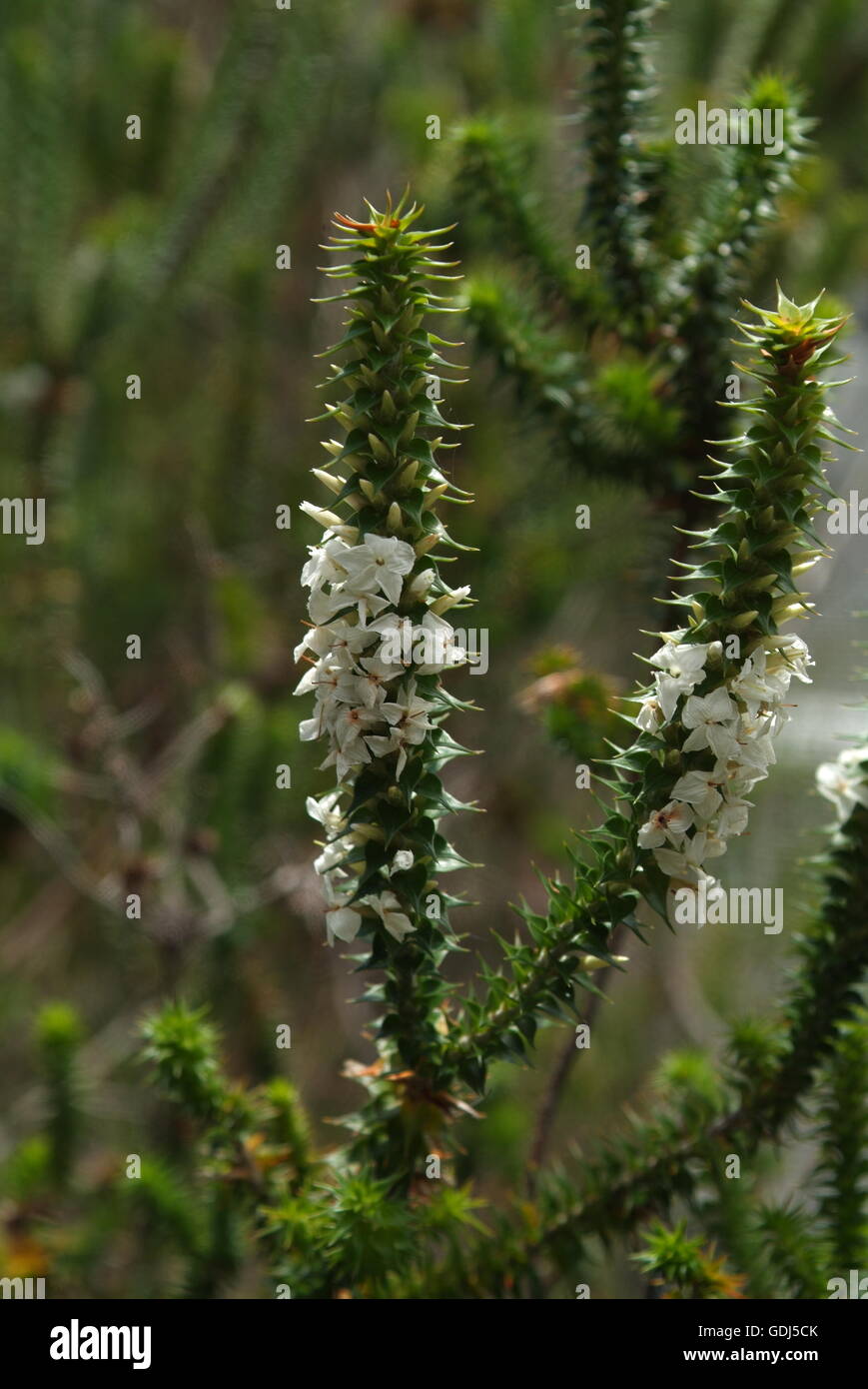 botany, Woollsia pungens, blossoms, inflorescence, New South Wales, Australia, Stock Photo