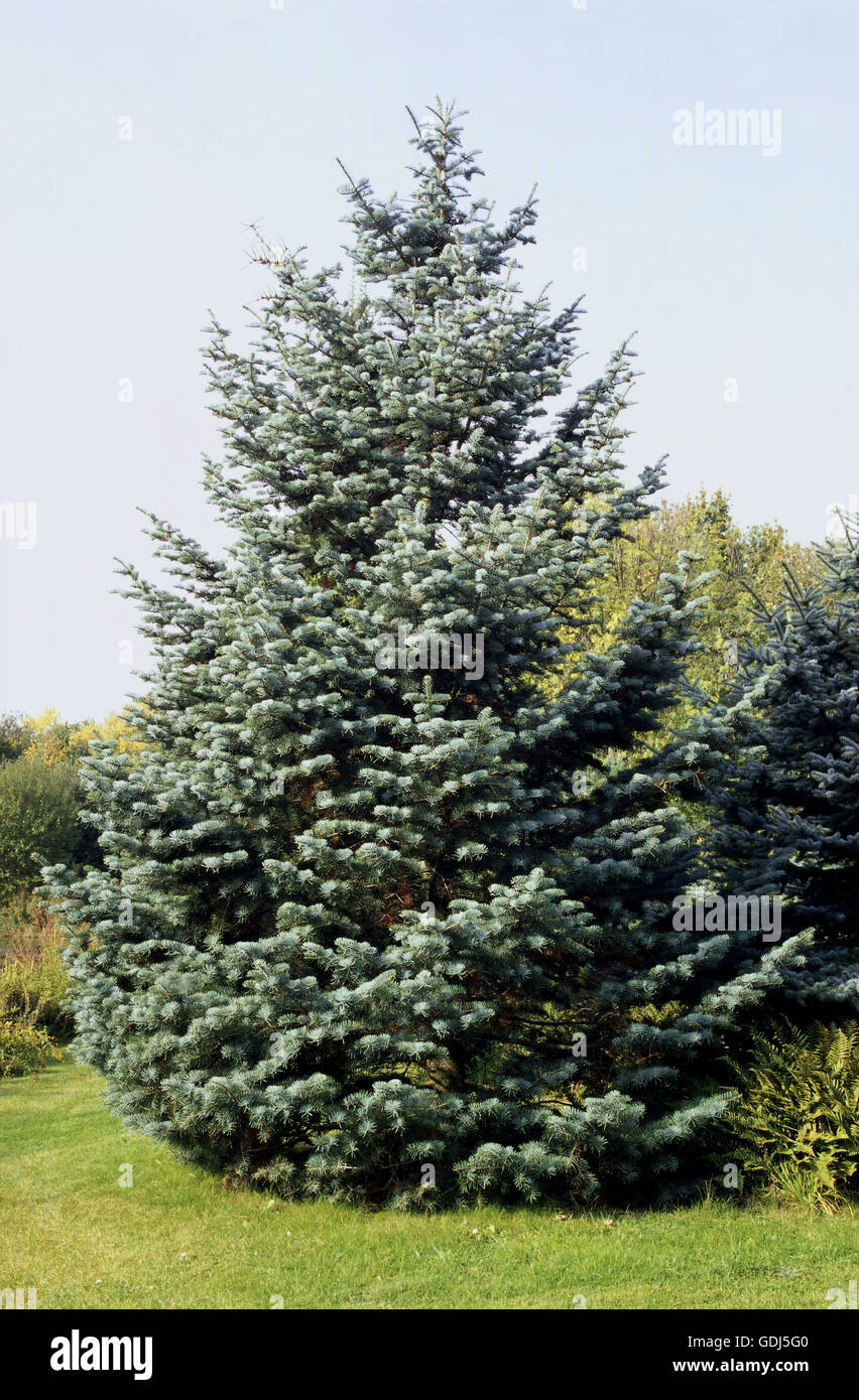 botany, Abies, White Fir (Abies concolor), USA, Stock Photo