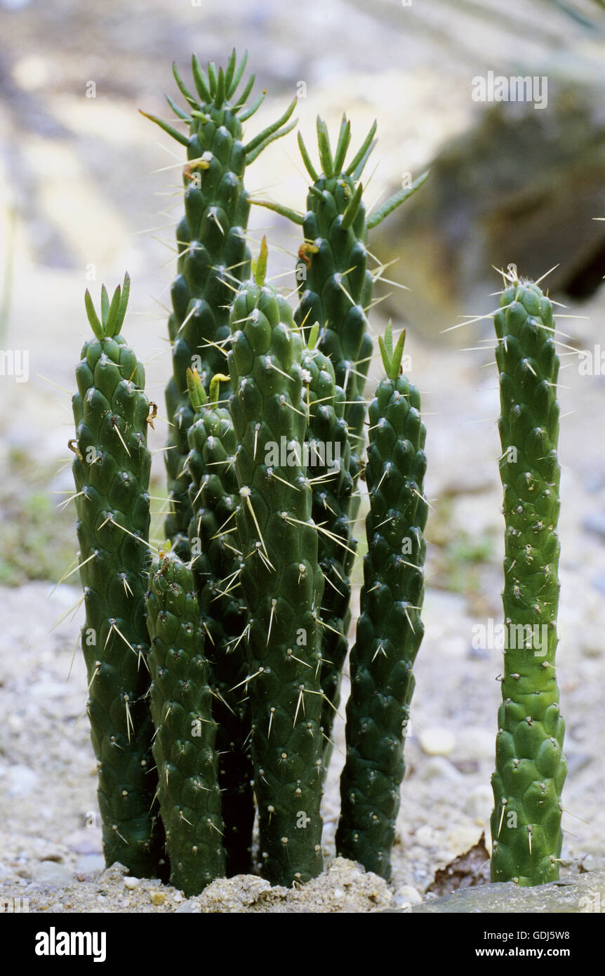 botany, cacti (Cactaceae), Austrocylindropuntia subulata, Stock Photo