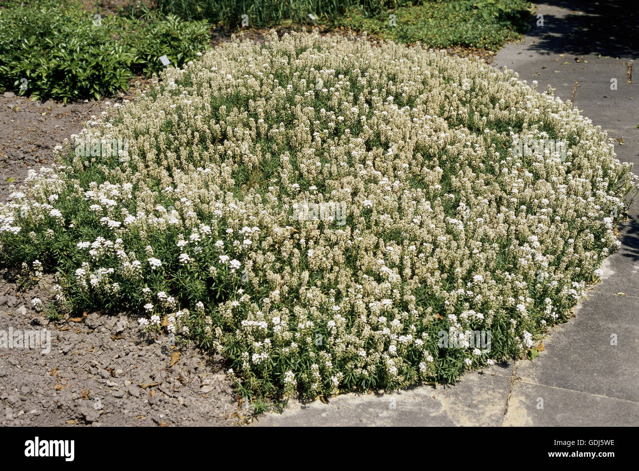 botany, candytufts (Iberis), Perennial candytuft (Iberis sempervirens), Stock Photo