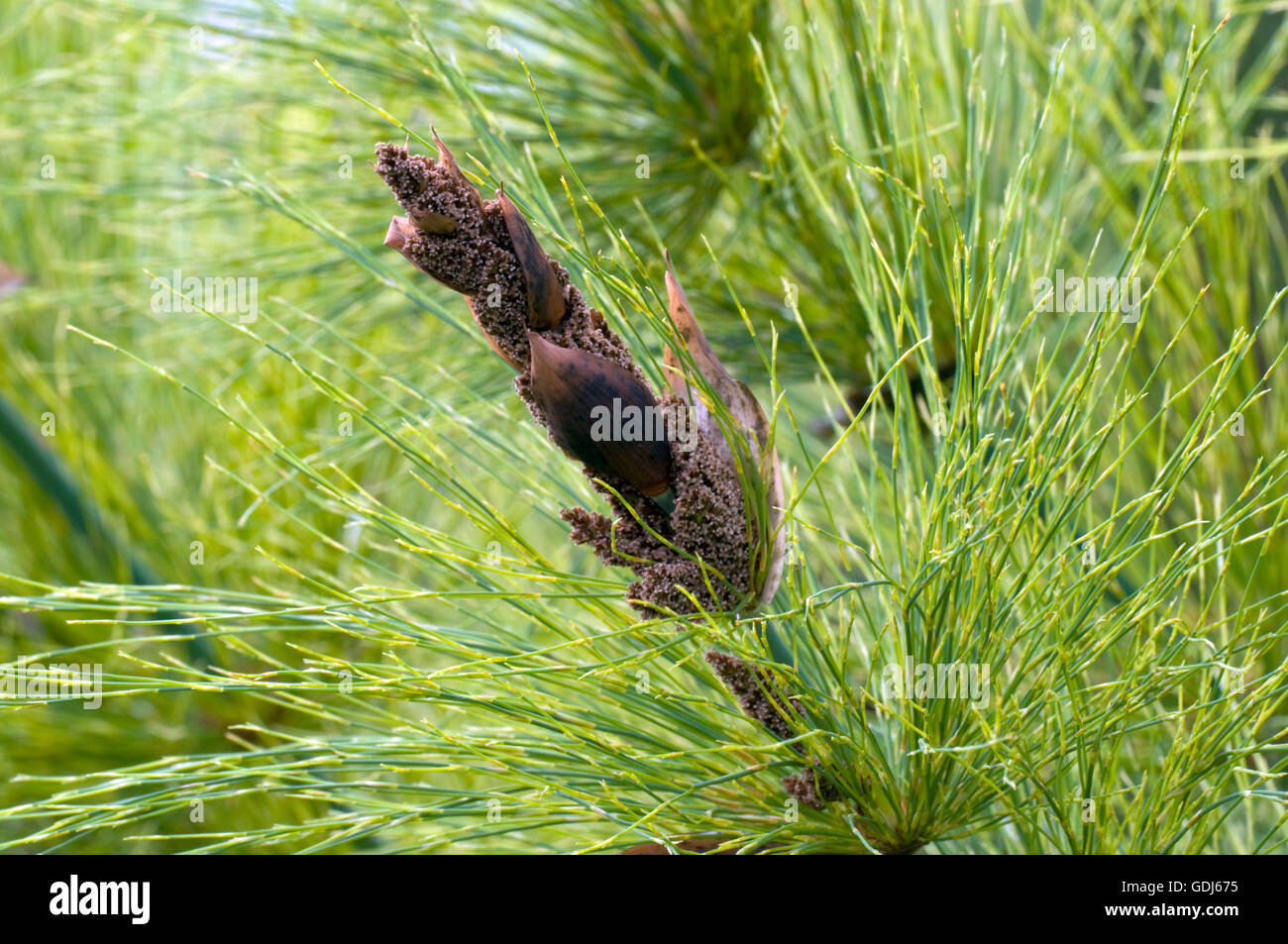 botany, grass, Restionaceae, Broom Reed, (Elegia capensis), flower, Stock Photo