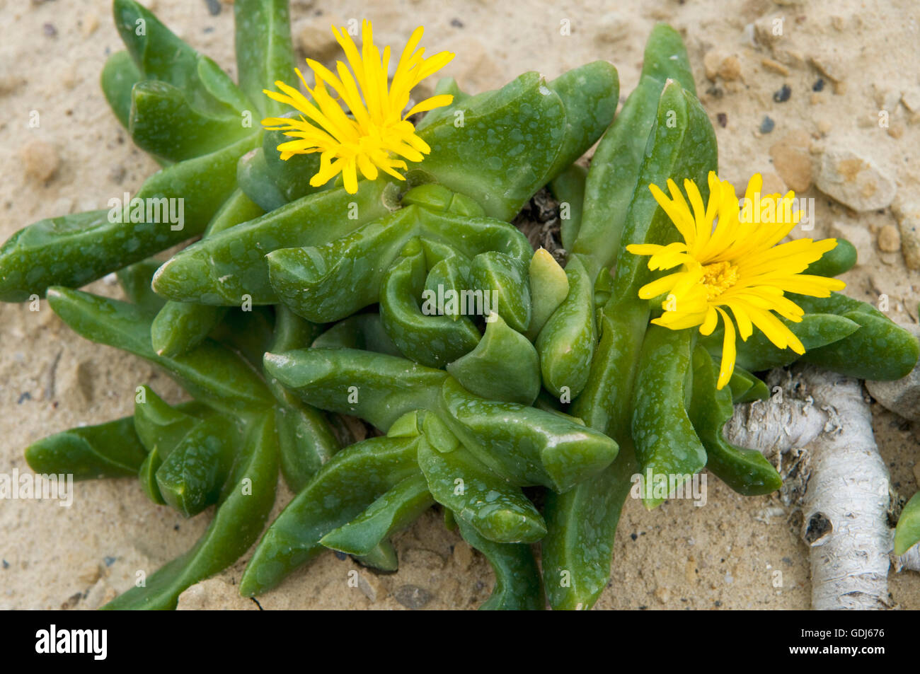 botany, ice plants (Aizoaceae), Tongue Leaf (Glottiphyllum), Glottiphyllum depressum, plant with two flowers, Stock Photo