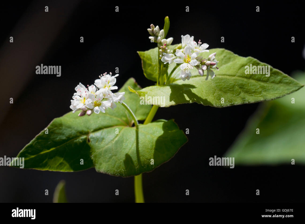 botany, Buckwheat (Fagopyrum), Common Buckwheat (Fagopyrum esculentum), flower, Stock Photo