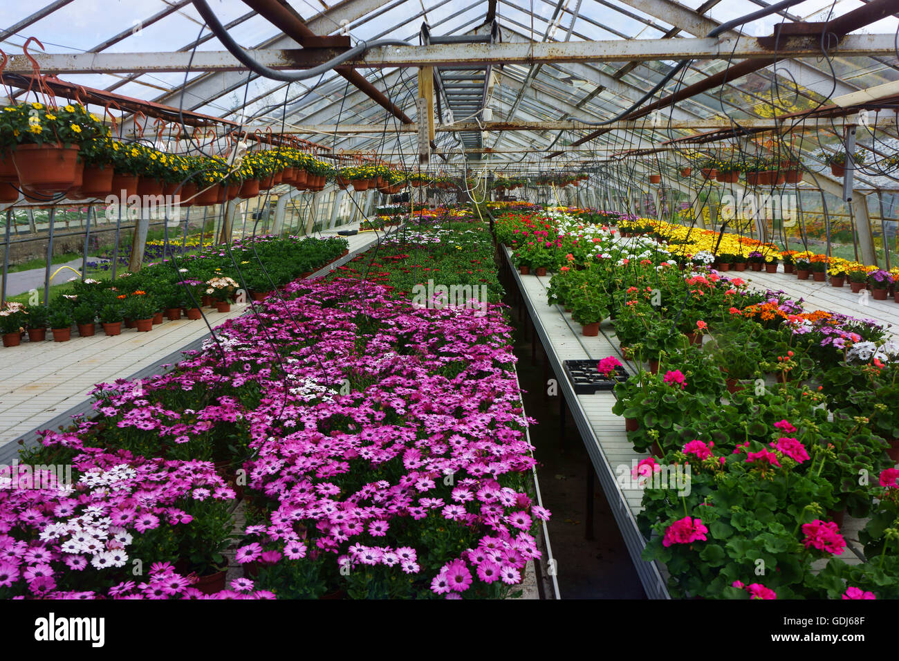 Flowers grown in geothermal heated greenhouse, Hveragerdi, Iceland Stock Photo