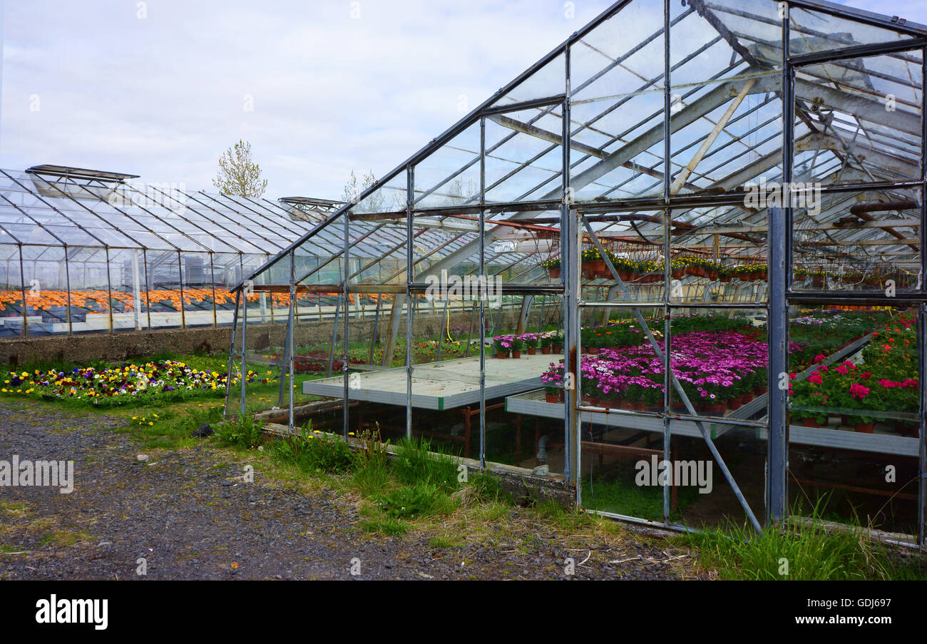 Geothermal heated greenhouses with flowers growing, Hveragerdi, Iceland Stock Photo