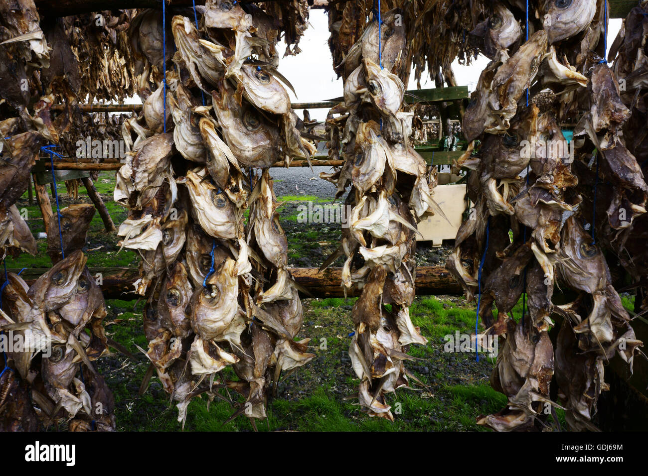 Stockfish, air dried fish, mostly heads, hanging on racks east of Kopavogur along Highway1
