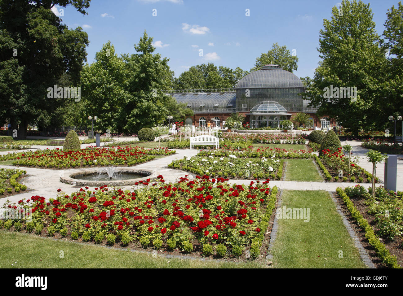 geography / travel, Germany, Hesse, Frankfurt on the Main, parks / garden, palm garden, roses, Additional-Rights-Clearance-Info-Not-Available Stock Photo