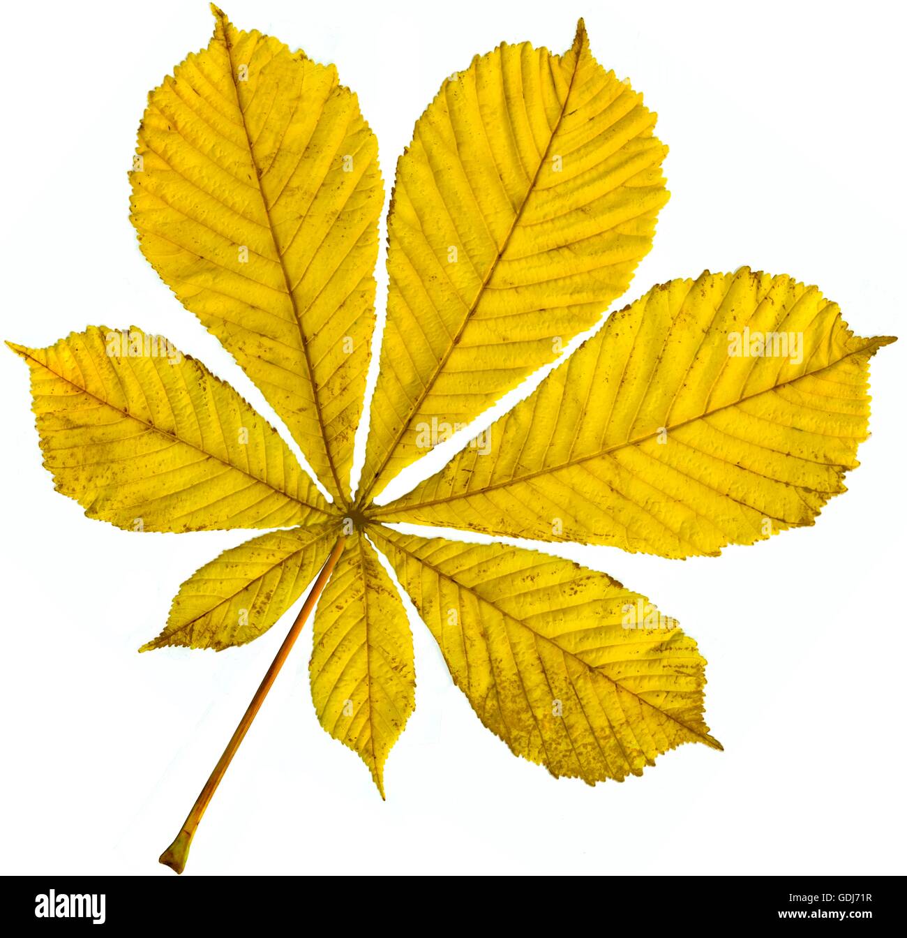 botany, chestnut, (Castanea), leaf, Additional-Rights-Clearance-Info ...