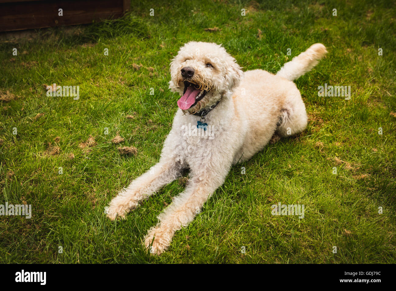 Labradoodle hires stock photography and images Alamy