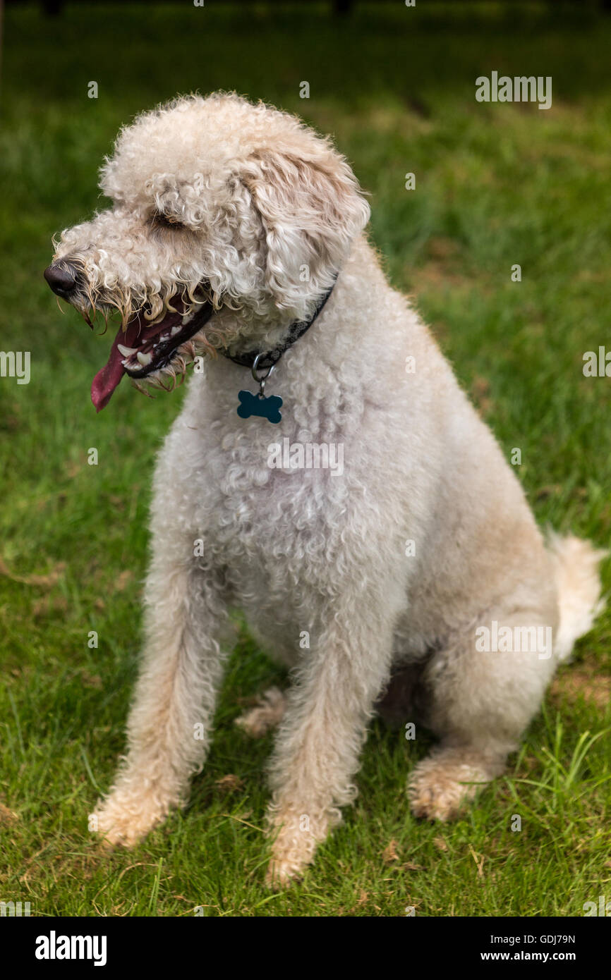 Labradoodle dog playing outside fetching a ball Stock Photo