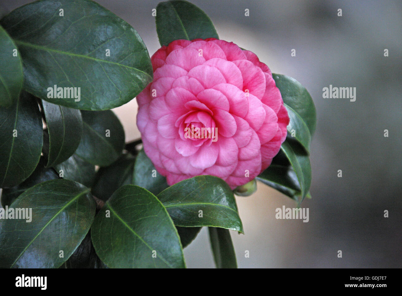 Flowering camellia japonica hi-res stock photography and images - Alamy