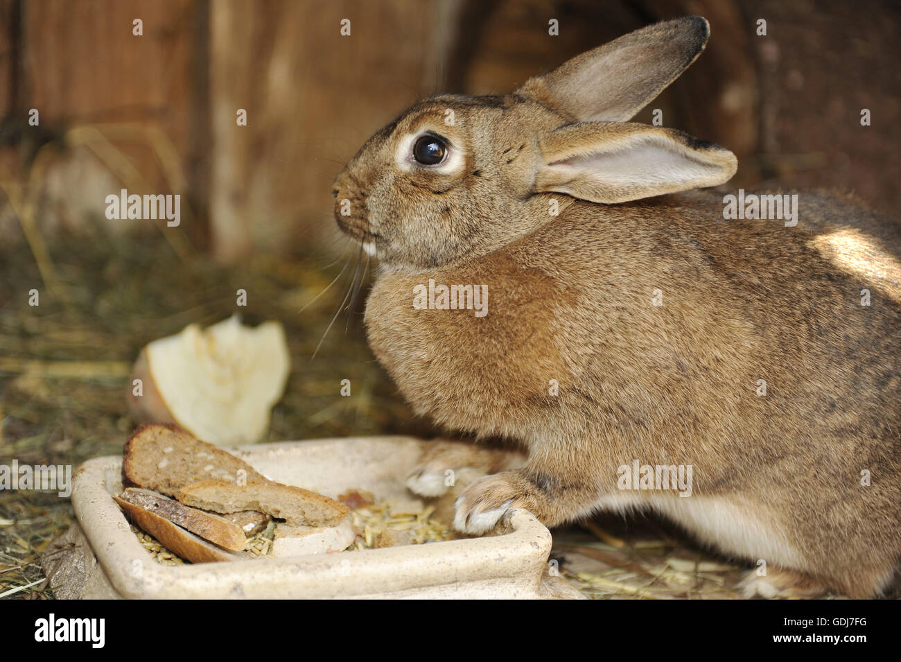 zoology / animals, mammal / mammalian, hares, European Rabbit ...