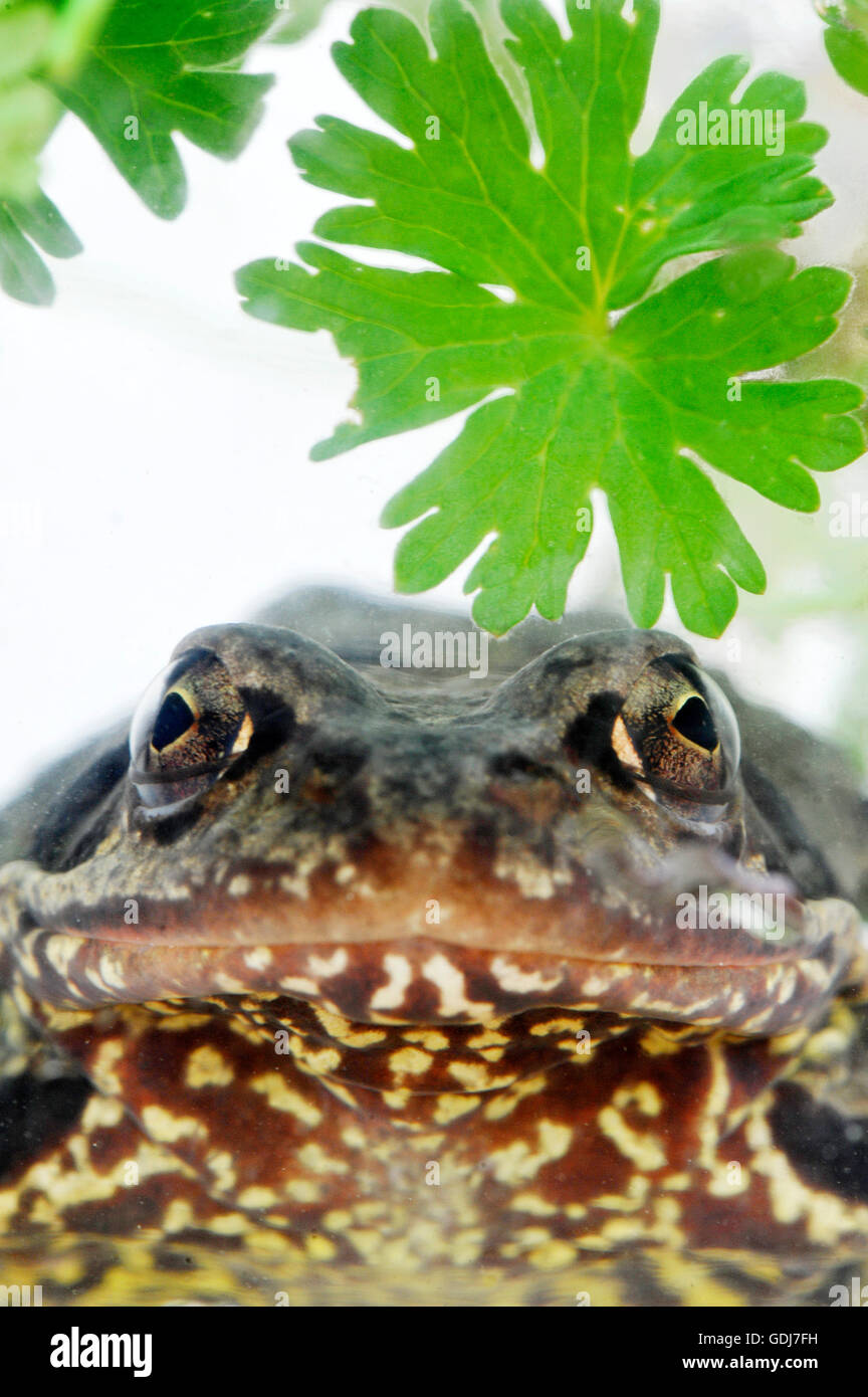 zoology / animals, amphibian, Bufonidae, Common Toad (Bufo bufo), sitting in meadow, Germany, distribution: Europe, northern Africa, Asia, Additional-Rights-Clearance-Info-Not-Available Stock Photo