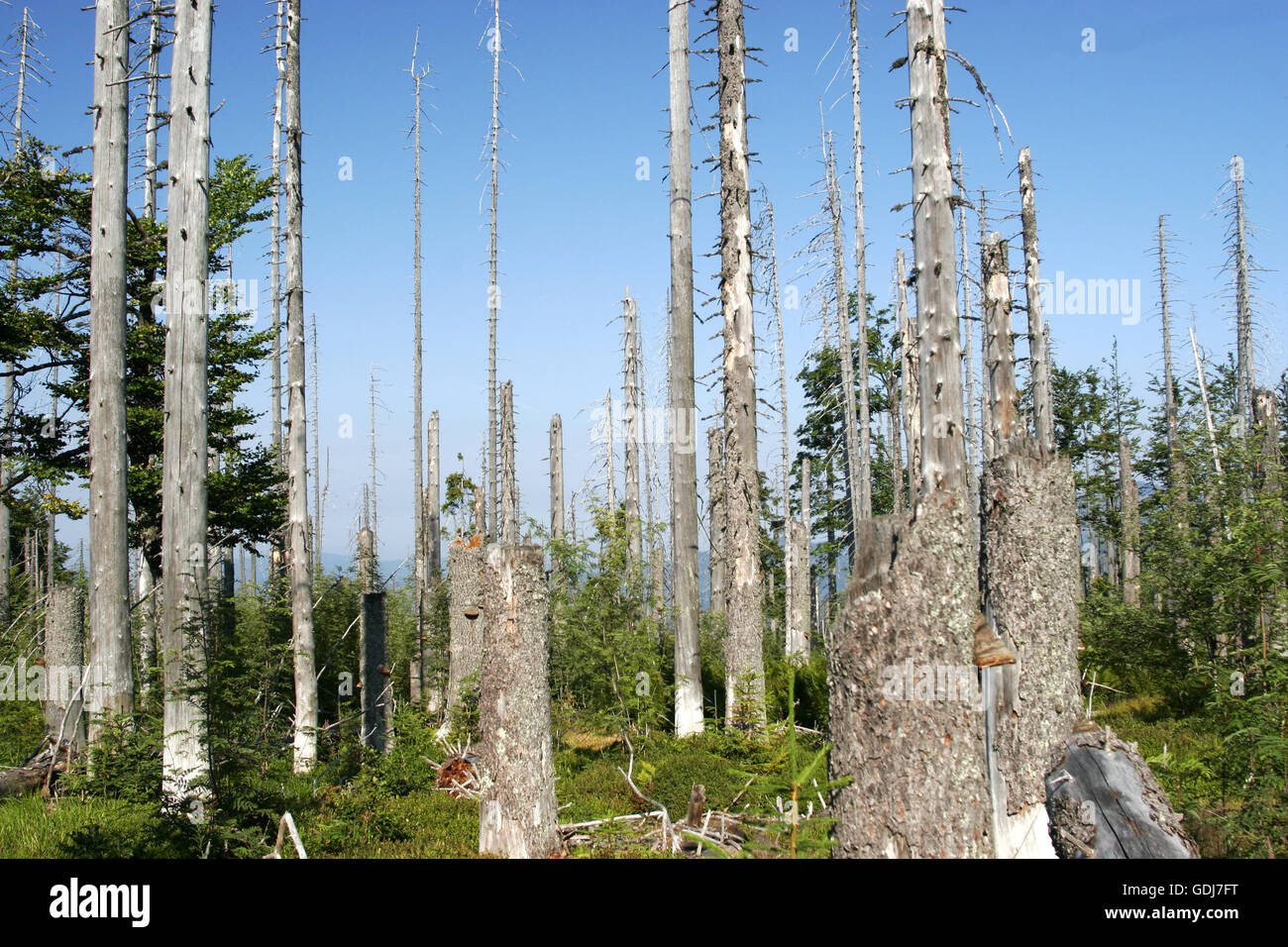 environment, dying of the woods, trees without branches and bork Stock