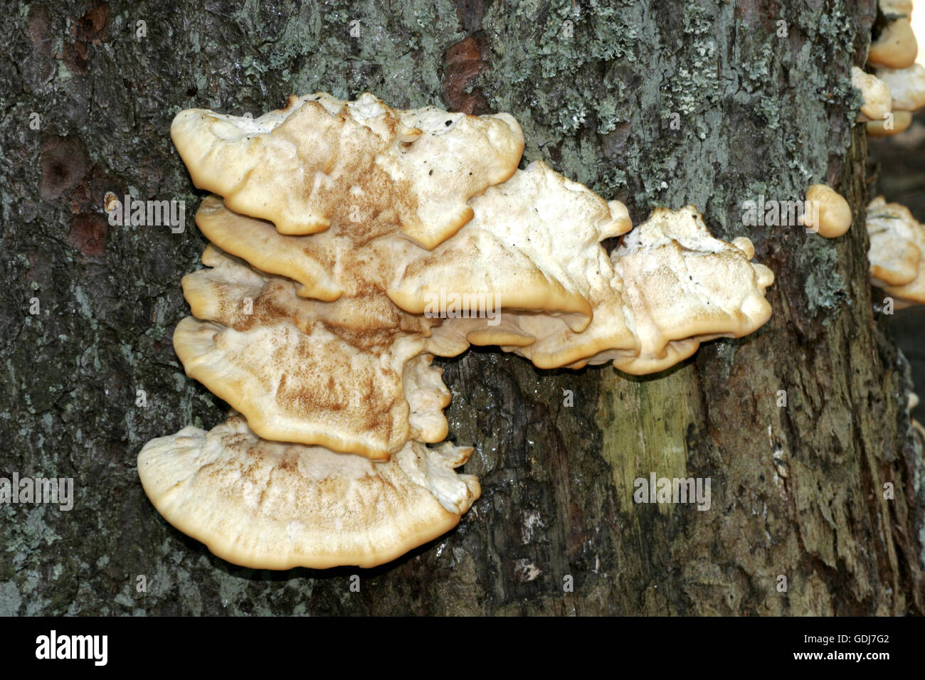 botany, fungi, Polyporales, (Polyporus),  Bondarzewia mesenterica, on tree trunk, , Additional-Rights-Clearance-Info-Not-Available Stock Photo