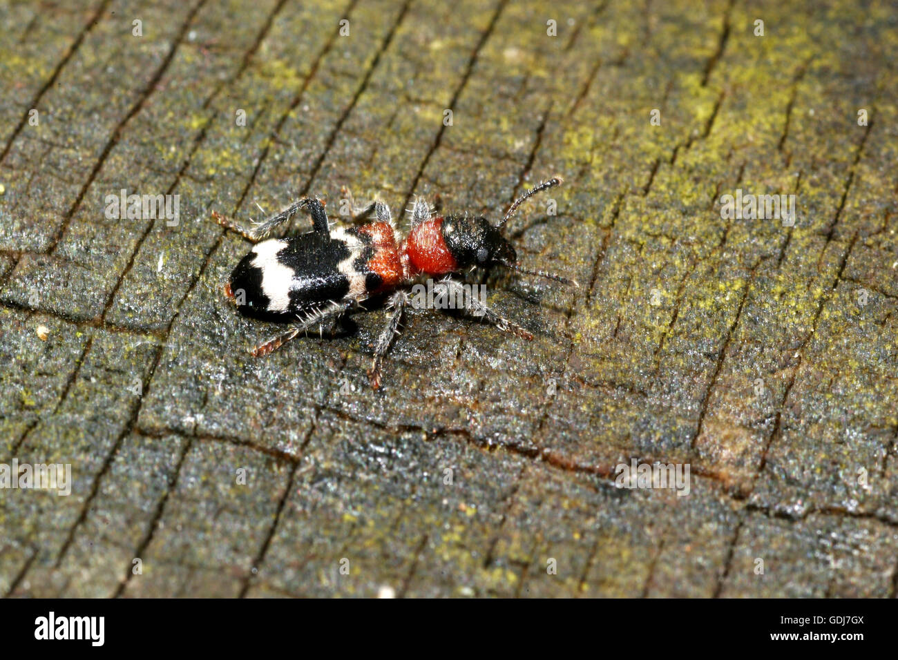 zoology / animals, insects, beetles, ant beetle (Thanasimus formicarius), on wood stick, distribution: Europe, Asia, North Africa, Additional-Rights-Clearance-Info-Not-Available Stock Photo