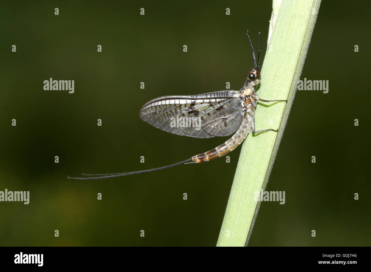 zoology / animals, insects, Mayflies, Common mayfly, (Ephemera danica), at  plant stem, distribution: Europe,  Additional-Rights-Clearance-Info-Not-Available Stock Photo - Alamy