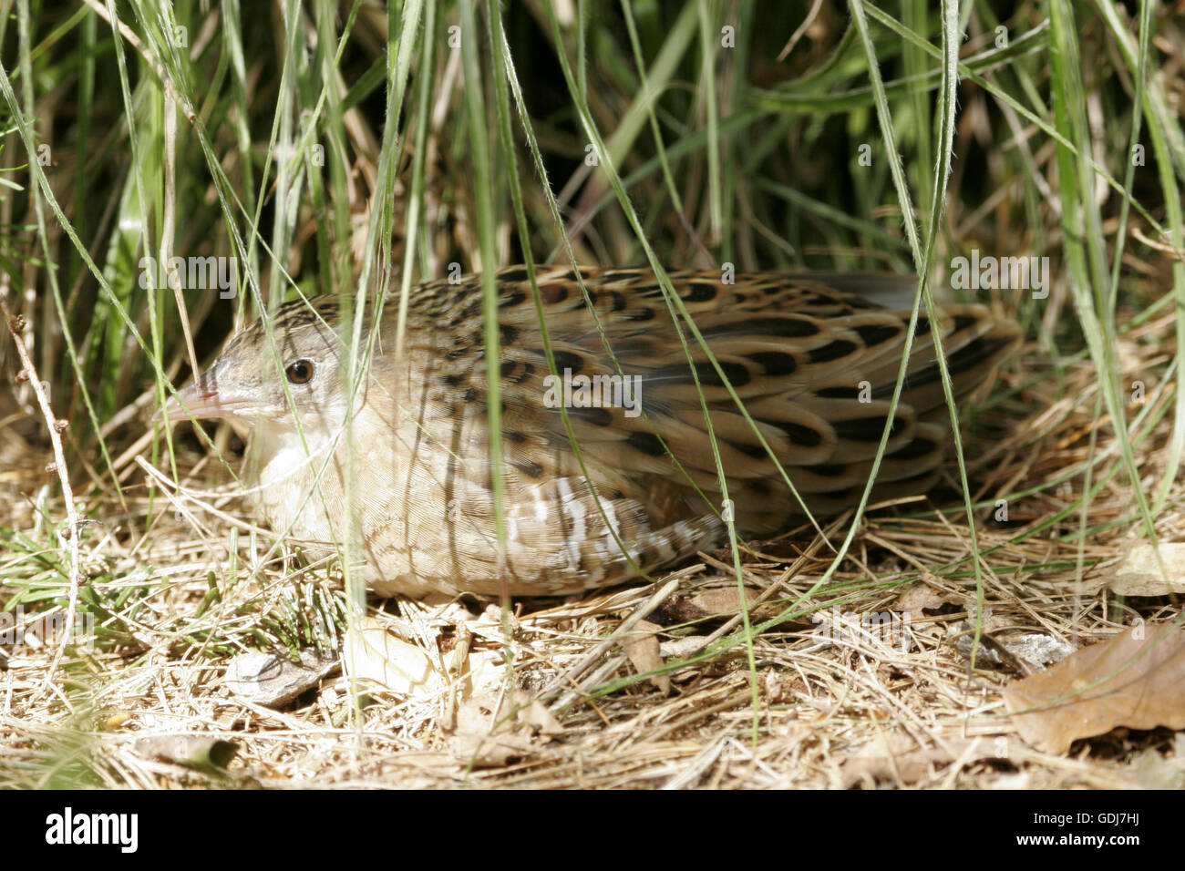 zoology / animals, avian / bird, Corn Crake (Crex crex), in nest, breeding, distribution: Europe to Western Asia, Additional-Rights-Clearance-Info-Not-Available Stock Photo