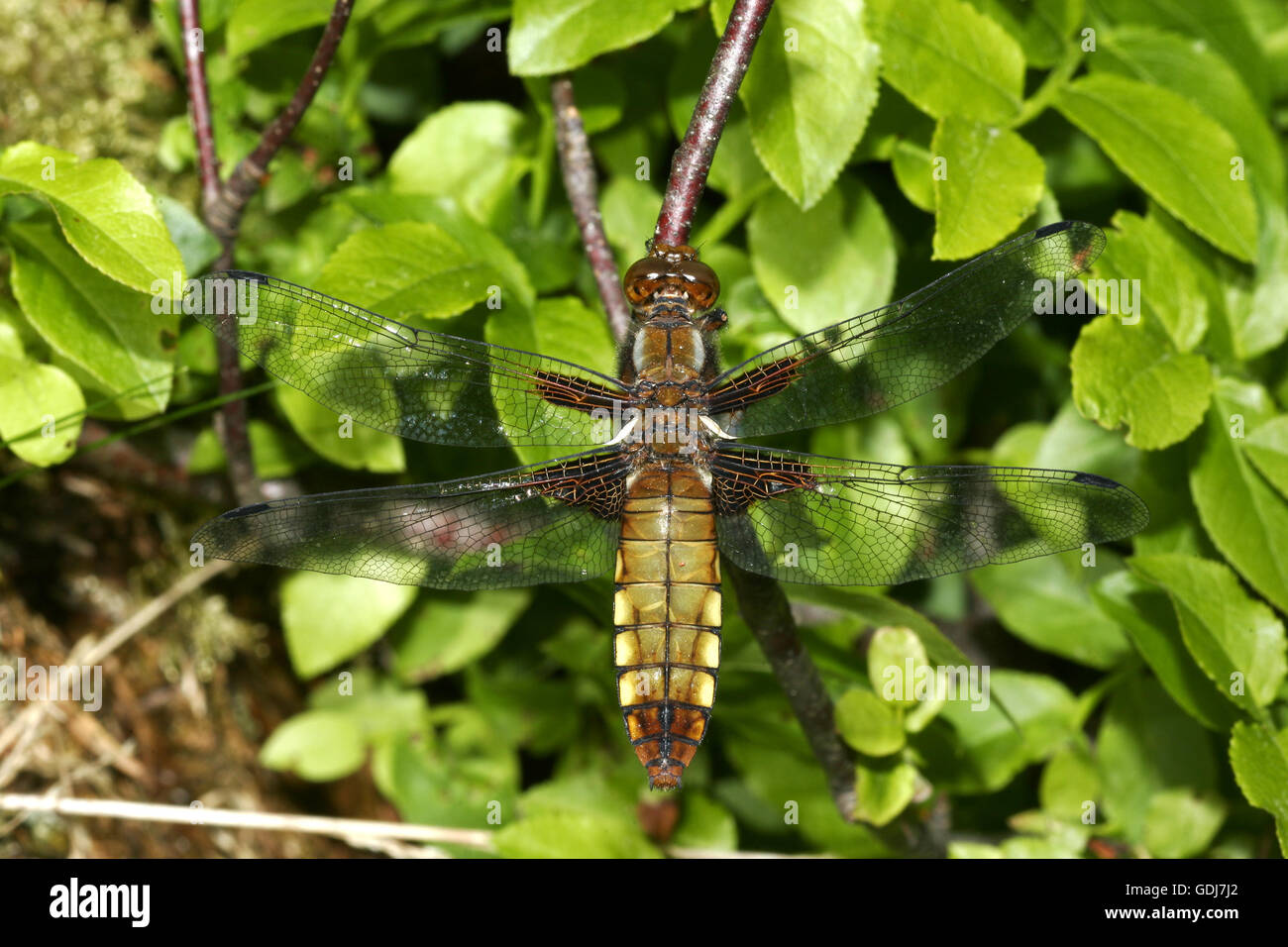 zoology / animals, insect, dragonflies, Broad-bodied Chaser, (Libellula depressa), female on grass blade, distribution: Europe, Asia Minor, Iran, Afghanistan, Additional-Rights-Clearance-Info-Not-Available Stock Photo