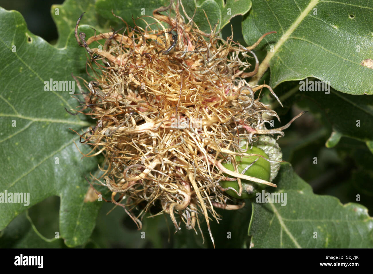 zoology / animals, insects, wasps, development, larva, gall of oak wasp (Cynips quercusfolii), at oak branch, Leitha Mountains, distribution: Europe, Additional-Rights-Clearance-Info-Not-Available Stock Photo
