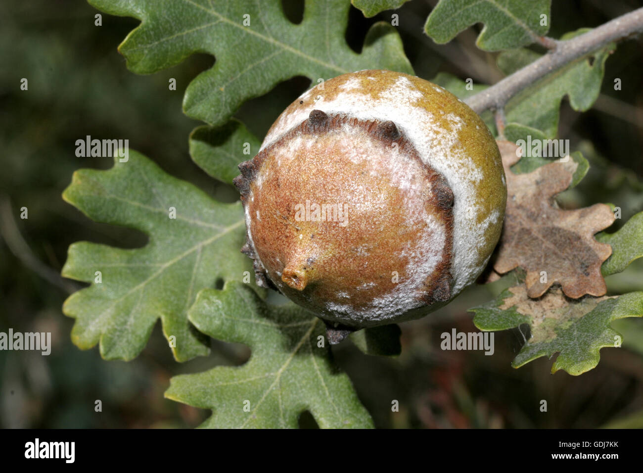 zoology / animals, insects, wasps, development, larva, gall of wasp (Cynipidae), at oak branch, distribution: Europe, Additional-Rights-Clearance-Info-Not-Available Stock Photo