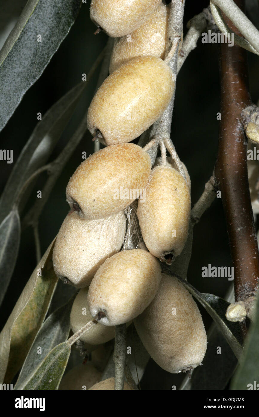 botany, Silverberry, (Elaeagnus), Russian Silverberry, (Elaeagnus angustifolia), white fruits, at branch, Additional-Rights-Clearance-Info-Not-Available Stock Photo