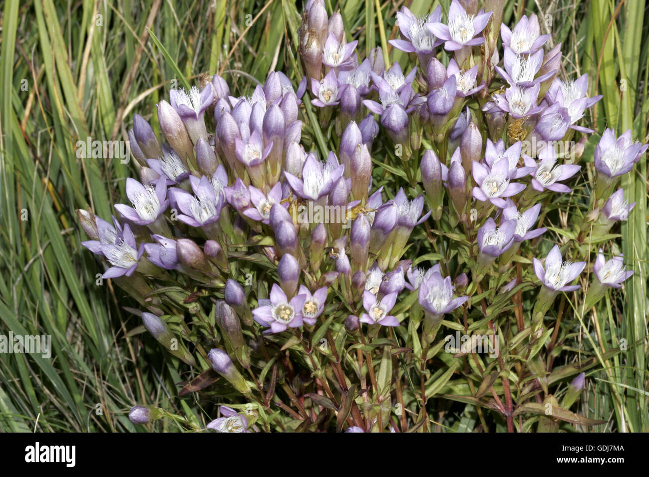 botany, Gentianaceae, "Gentianella austriaca", blooms, Additional-Rights-Clearance-Info-Not-Available Stock Photo