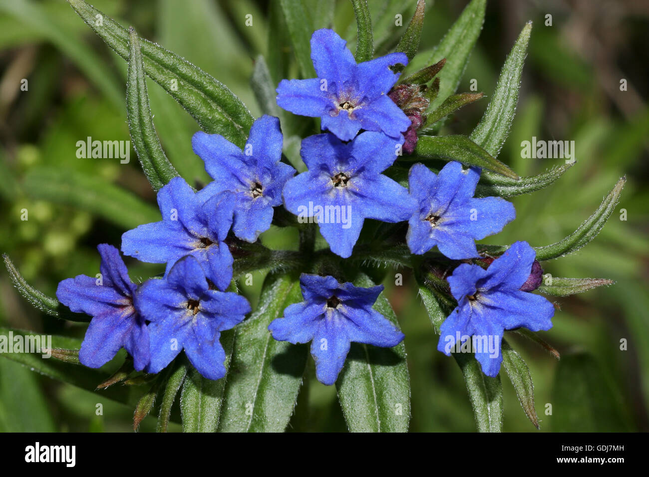 botany, Purple Gromwell (Buglossoides purpurocaerulea, Syn.: Lithospermum purpurcaeruleum), inslorescence with blue blossoms, Additional-Rights-Clearance-Info-Not-Available Stock Photo