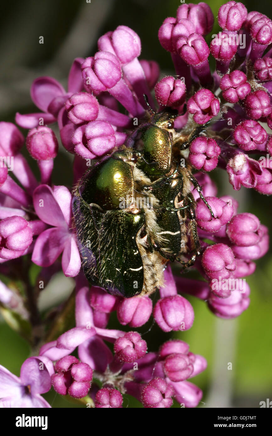 zoology / animals, insects, beetles, rose chafer (Cetoniidae), mating, sitting on lilac inflorescence, Additional-Rights-Clearance-Info-Not-Available Stock Photo