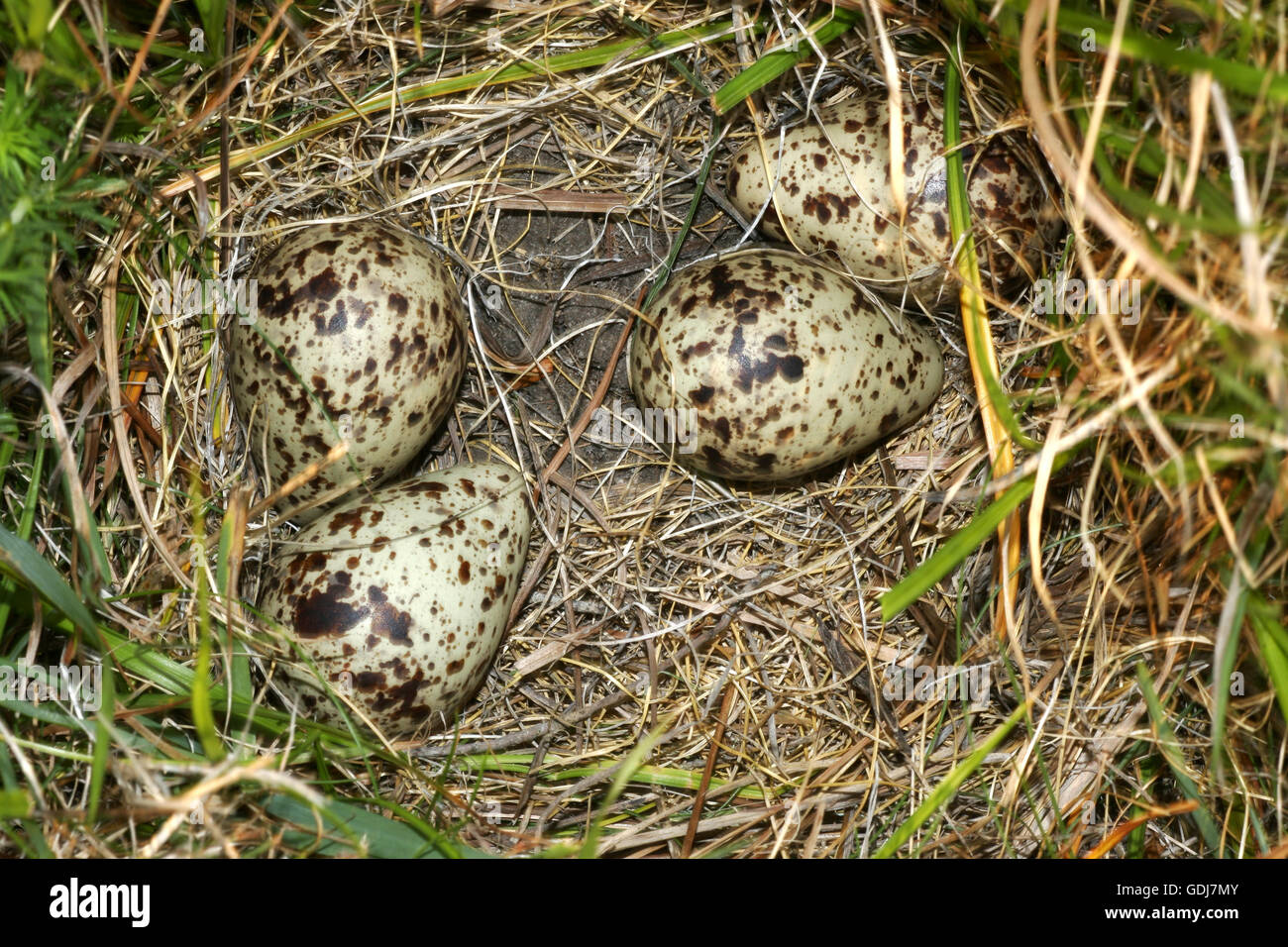 Clutch with four eggs hires stock photography and images Alamy