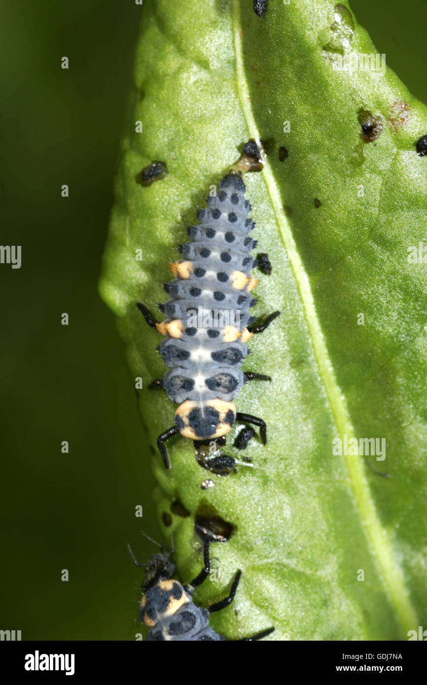 zoology / animals, insects, beetles, seven-spot ladybird (Coccinella septempunctata), larva on green leaf, Additional-Rights-Clearance-Info-Not-Available Stock Photo