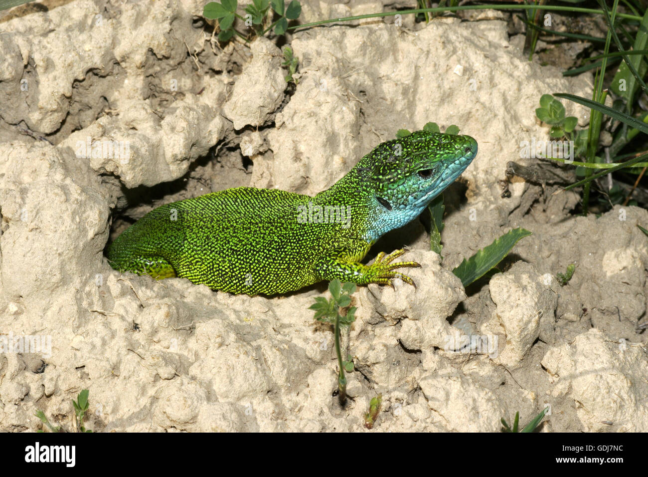 zoology / animals, reptiles, lizards, European green lizard, (Lacerta