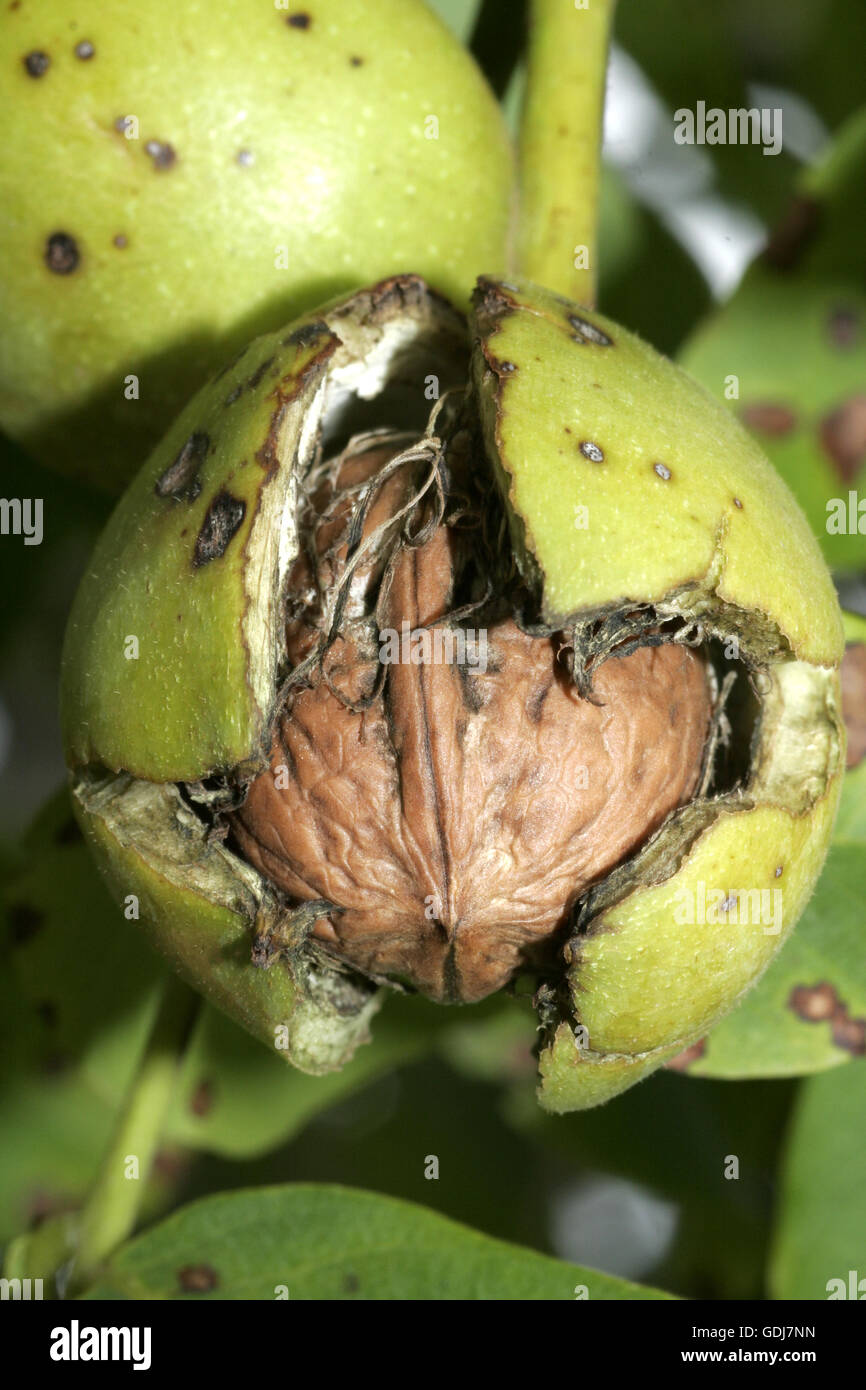 botany, walnut tree, Persian Walnut, (Juglans regia), fruit in skin, Additional-Rights-Clearance-Info-Not-Available Stock Photo