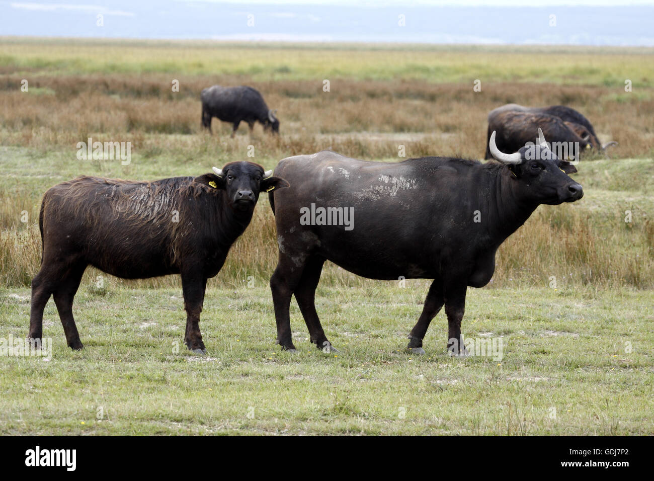 zoology / animals, mammal / mammalian, Buffalos, Water Buffalo, (Bubalus bubalis), standing in Hutweide, distribution: Asia, Additional-Rights-Clearance-Info-Not-Available Stock Photo