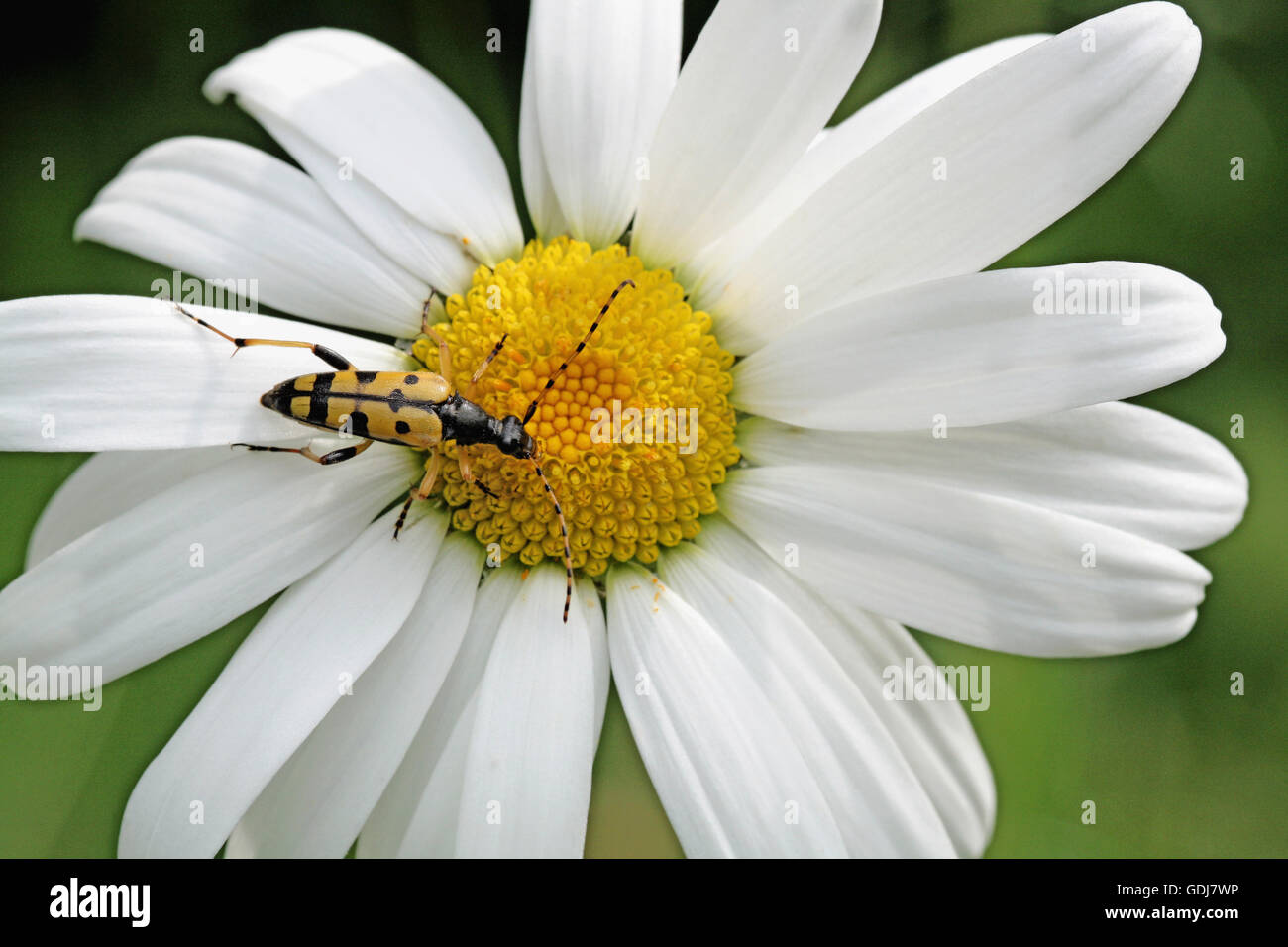 zoology / animals, insects, beetles, Strangalia maculata, on flowerhead of a marguerite, , Additional-Rights-Clearance-Info-Not-Available Stock Photo