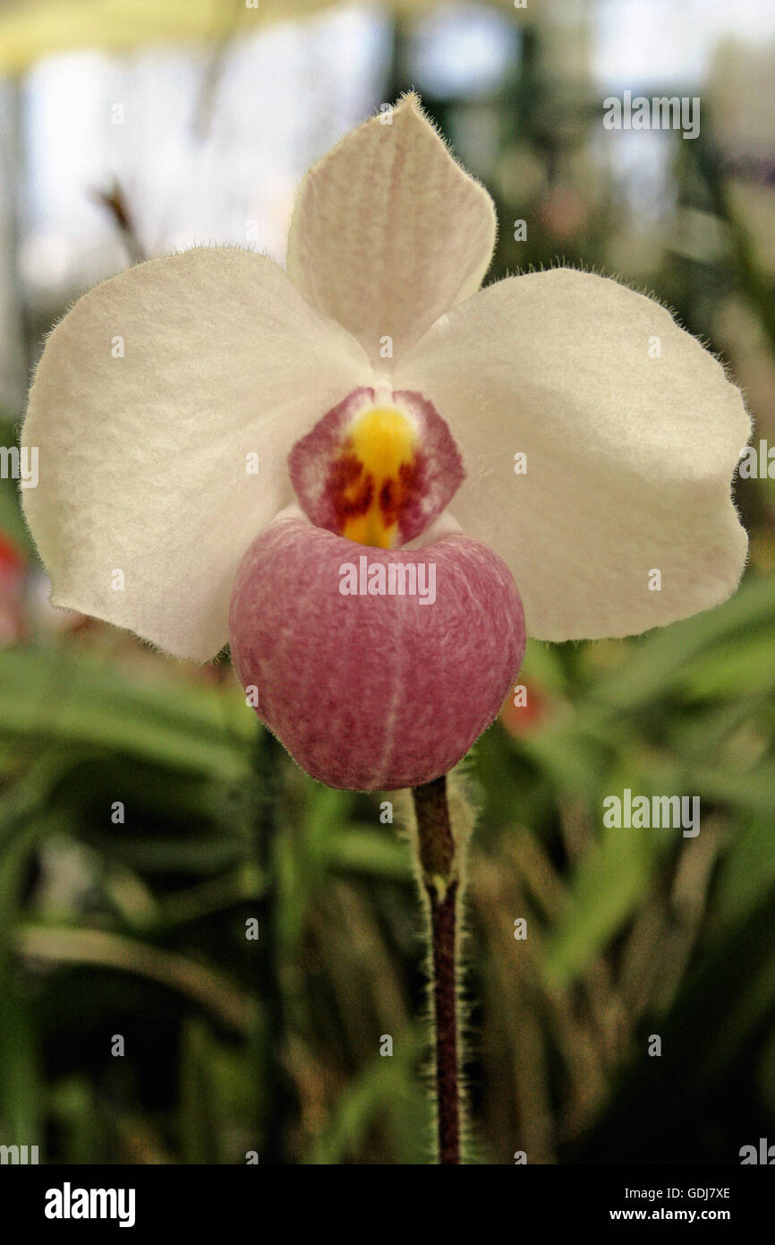 botany, Lady's Slippers, (Cypripedium), flower head, Additional-Rights-Clearance-Info-Not-Available Stock Photo