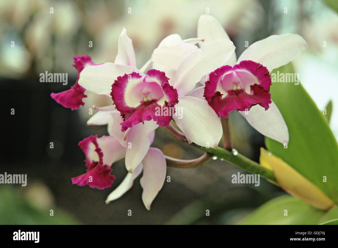 botany, orchids, (orchid Phalaenopsis), species: Cattleya intermedia Typ Orlata Rio, blossom, Germany, Additional-Rights-Clearance-Info-Not-Available Stock Photo