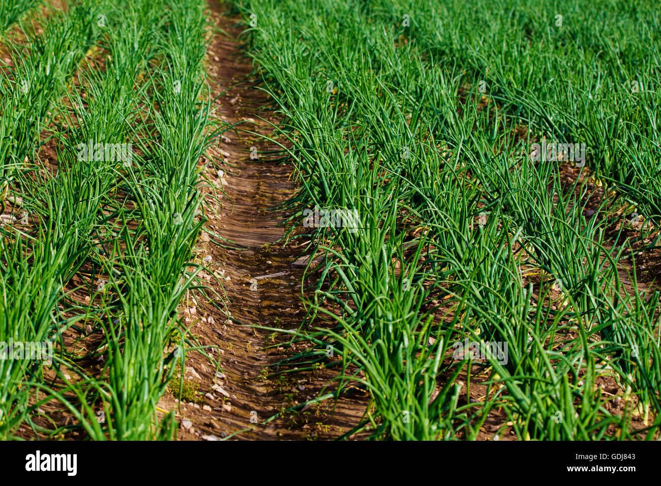 Organic Red onion on the field Stock Photo Alamy