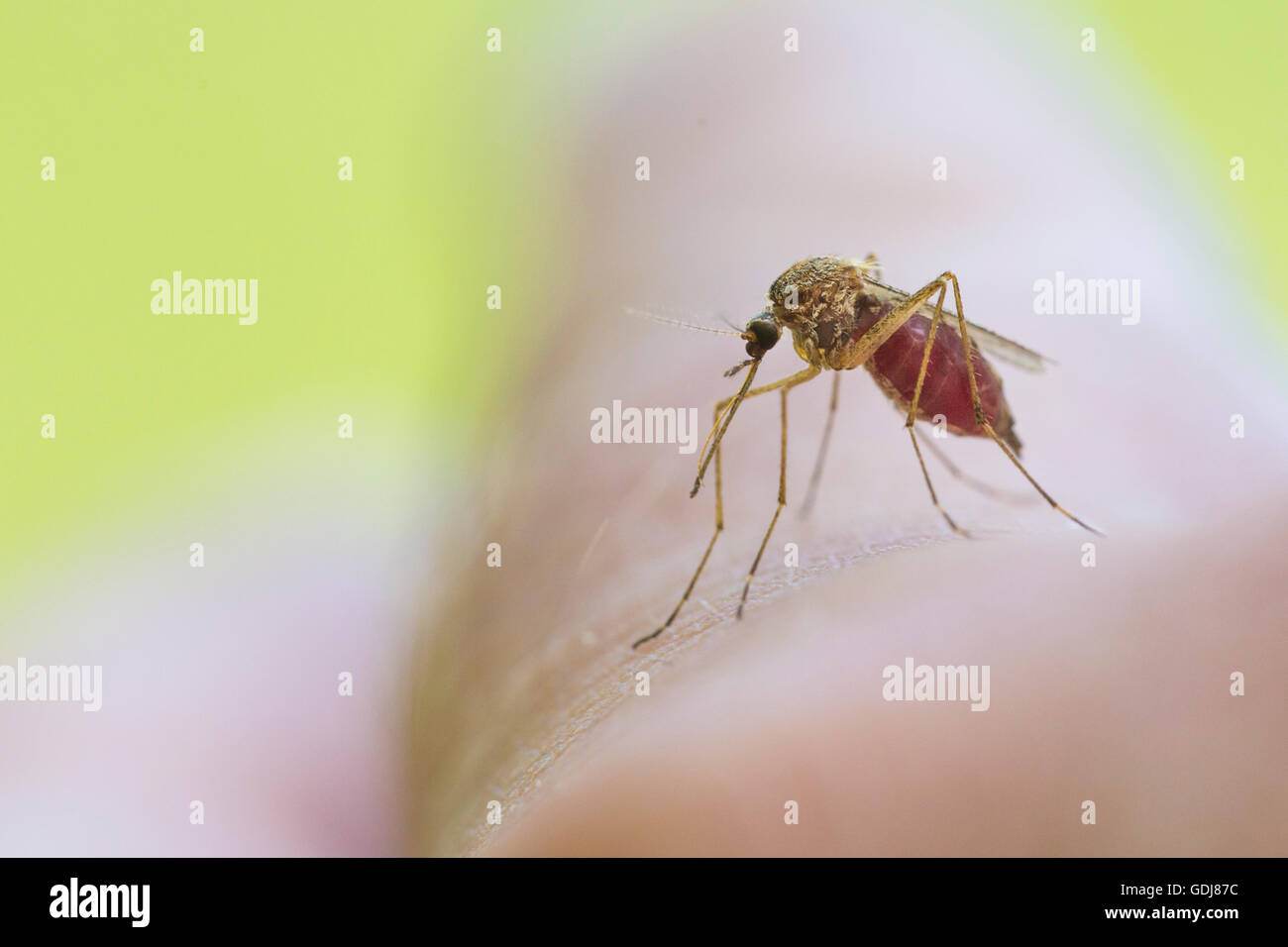 Feeding mosquito with human blood Stock Photo