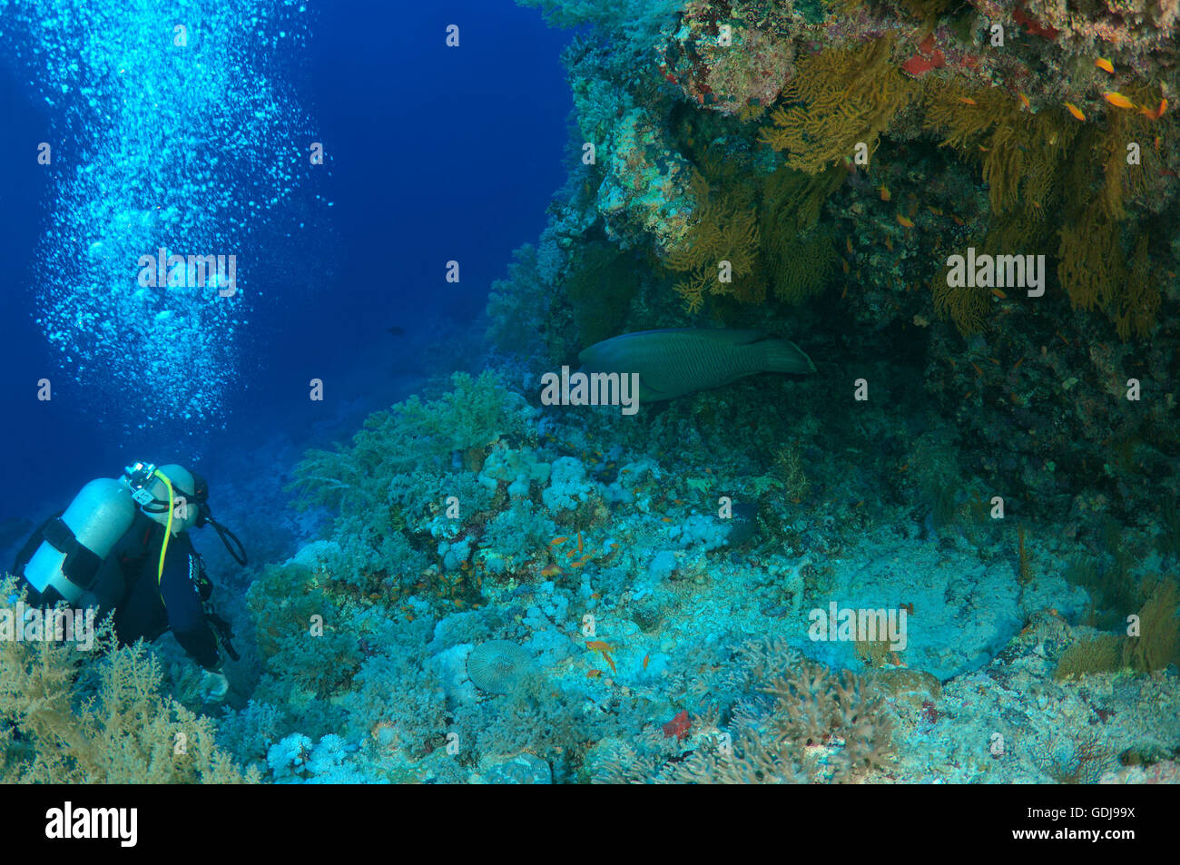 Male scuba diver with a Napoleonfish (Cheilinus undulatus) Red sea, Egypt Stock Photo