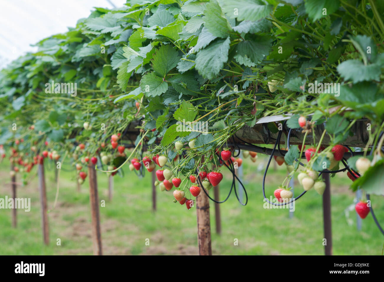 Ripe Strawberries in a polytunnel on a pick your own farm. England