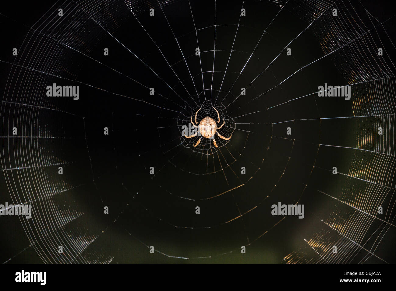 Bark spider hires stock photography and images Alamy