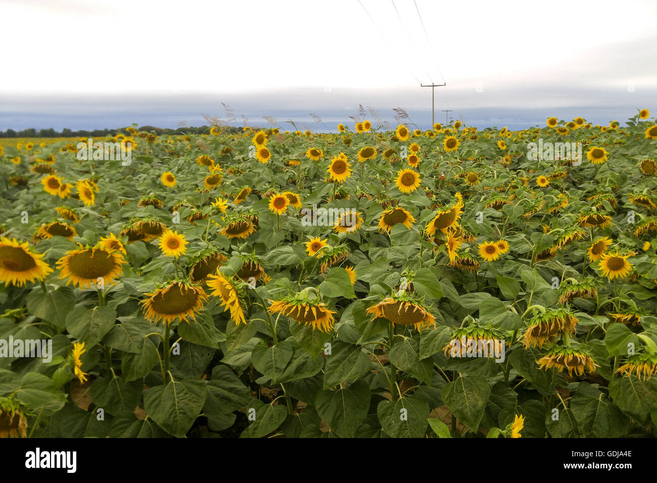 Field of sunflowers on a misty day Stock Photo