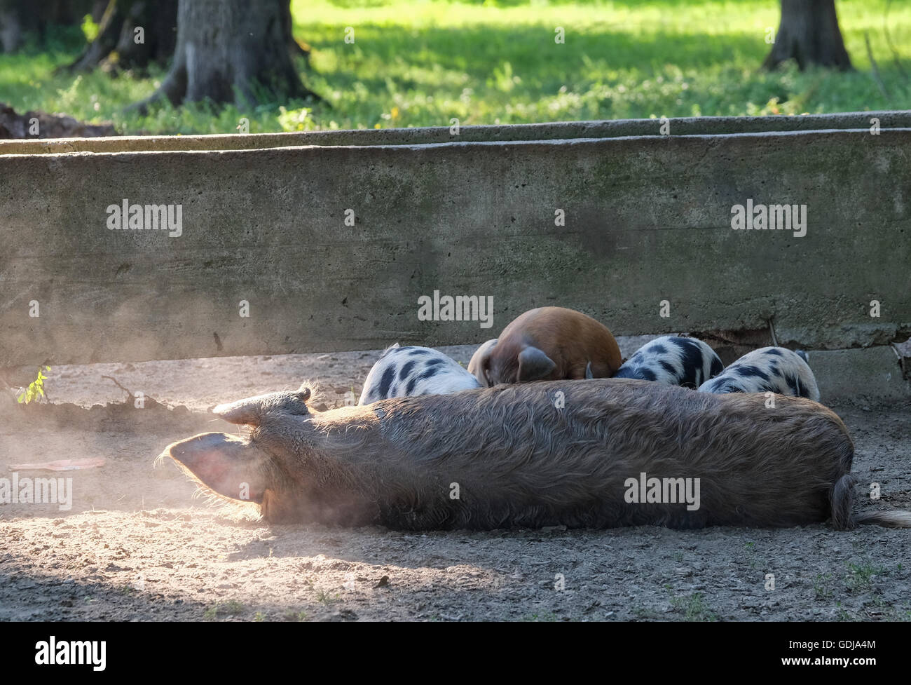 Sow feeding her piglets in Lonjsko Polje Nature Park, central Croatia Stock Photo