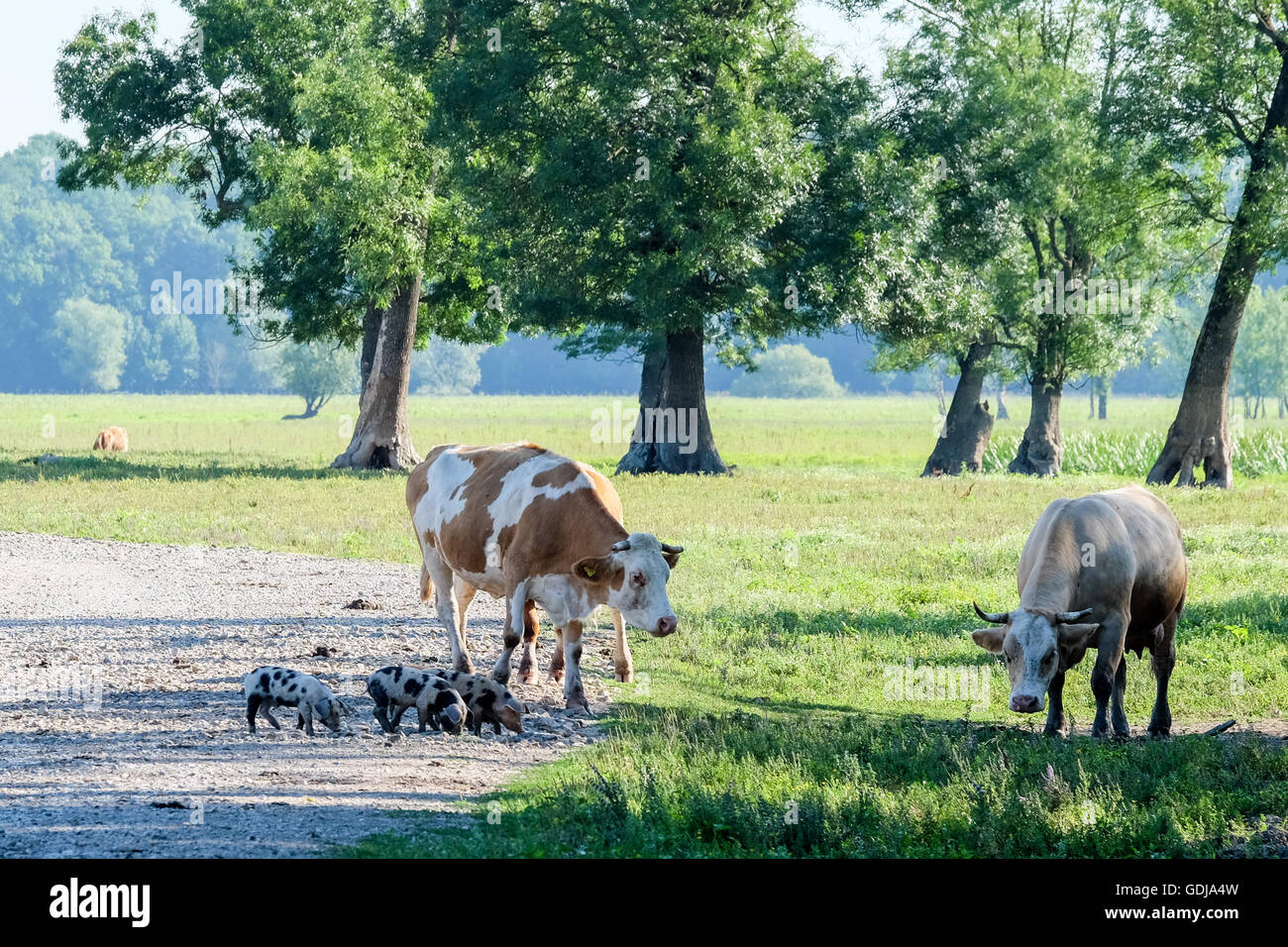 Piglets and cows grazing in Lonjsko Polje natural reserve, central Croatia Stock Photo