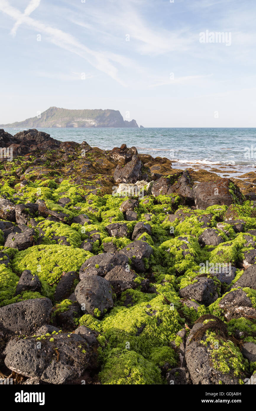 Black lava rocks covered with seaweed at Seopjikoji on Jeju Island in South Korea. Seongsan Ilchulbong is on the background. Stock Photo